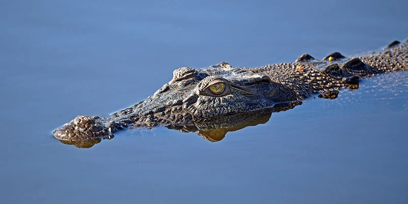 Alligator