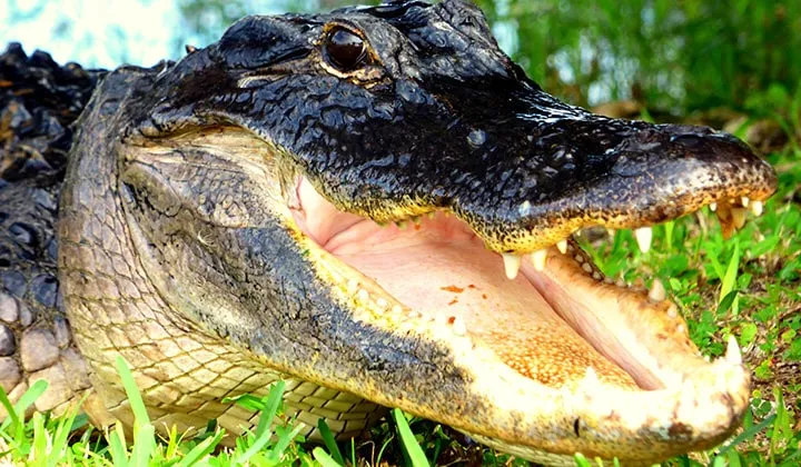 American Alligator Florida Everglades