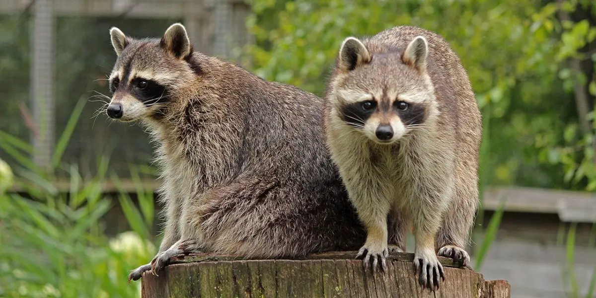 Average Raccoon Lifespan In Captivity Wild