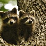 Baby Raccoons In Tree