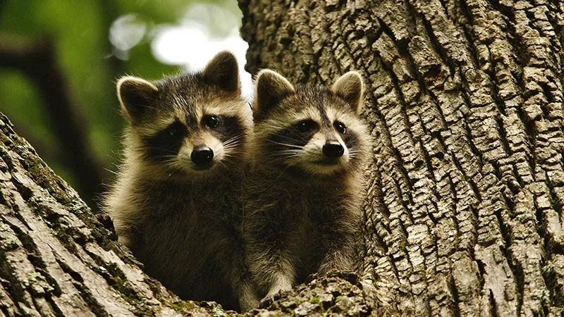Baby Raccoons In Tree