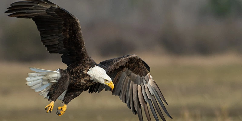 Bald Eagle Flying