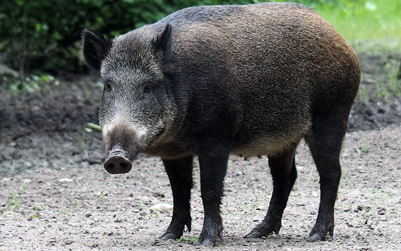 Boar