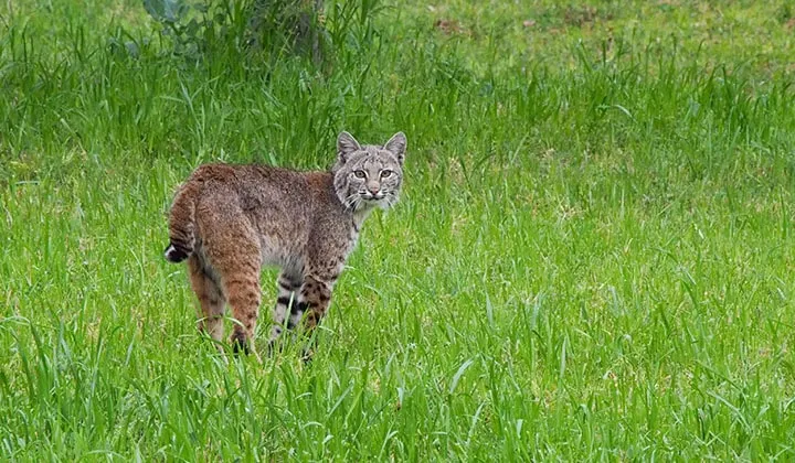 Bobcat