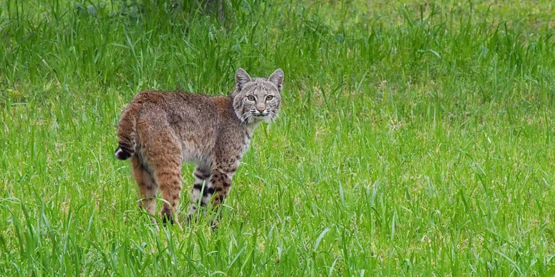 Bobcat