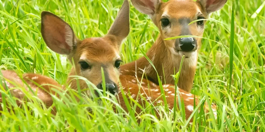 Can Deer Have Twins Triplets