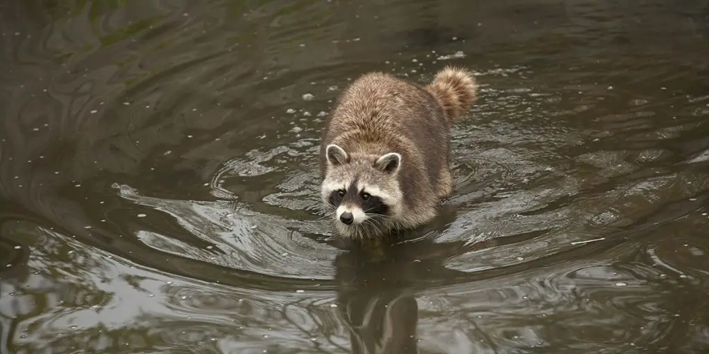 Can Raccoons Swim In Water How Far