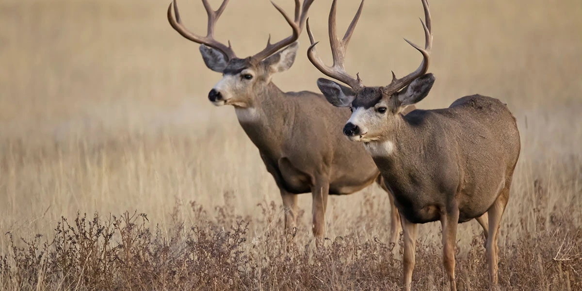 Can You Eat Deer Meat? Is It Good For You?