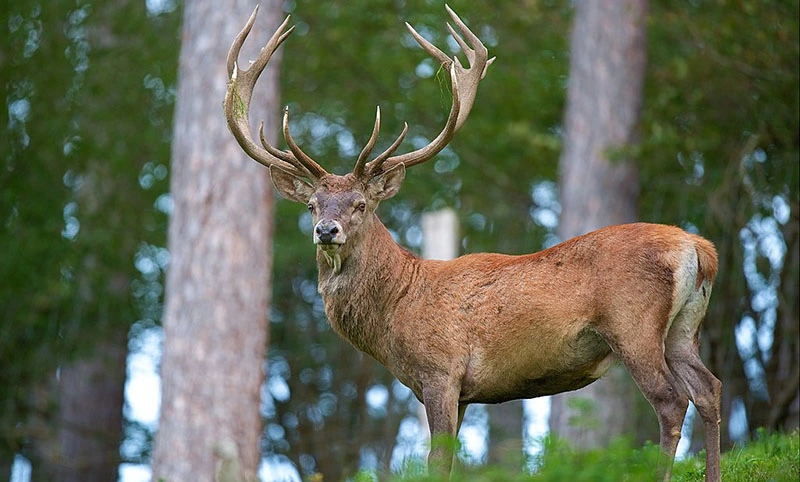 Cervus Elaphus Red Deer