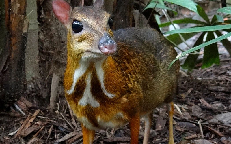 Chevrotain Mouse Deer