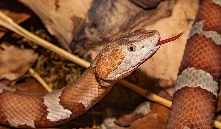 Copperhead Poisonous Snake