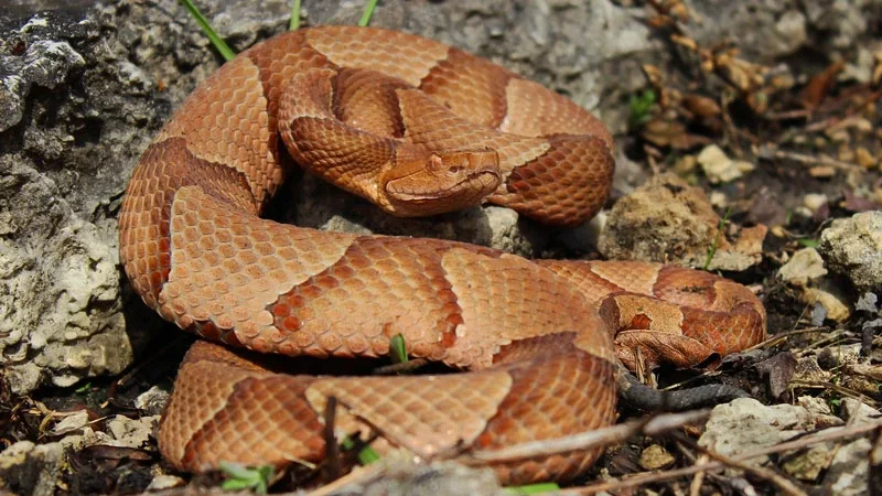 Copperhead Snake Predator