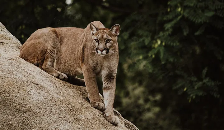 Cougar Mountain Lion