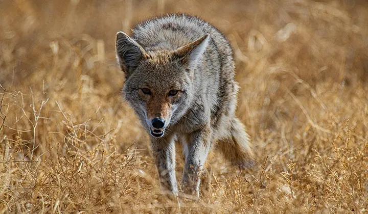 Coyote Walking