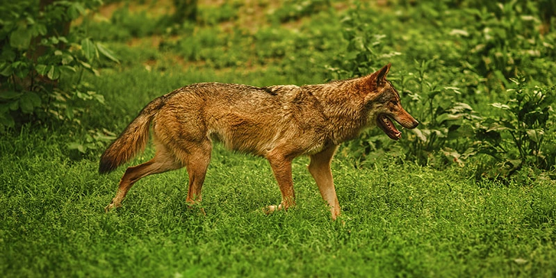 Coyote