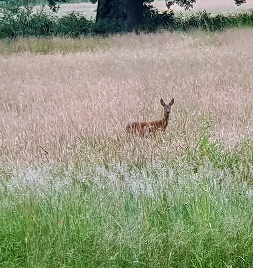 Deer grass lawn