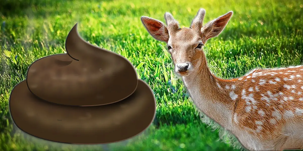 Is Deer Poop Good Fertilizer For Grass Lawns?