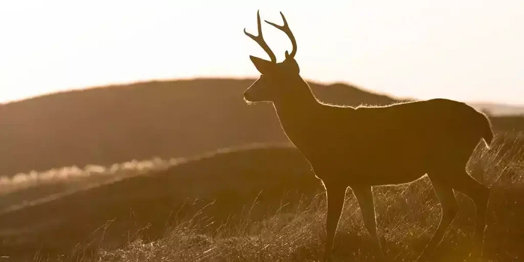 Deer Rutting Behavior Mating Season