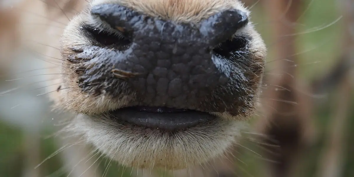 can-deer-smell-period-blood-explained