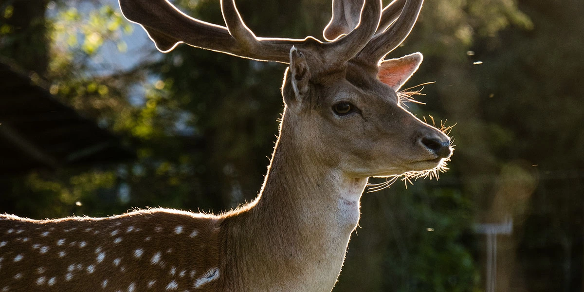 9 Common Deer Sounds And Their Meaning   Deer Sounds.webp