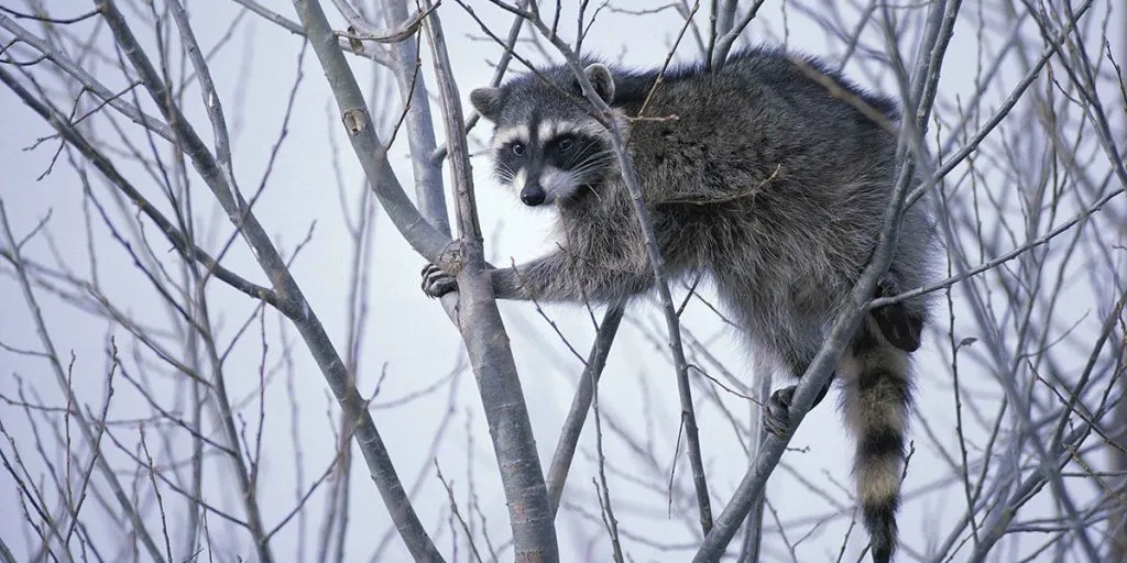 Do Raccoons Hibernate Migrate In Winter Time
