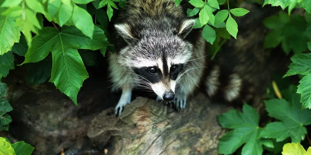 Do Raccoons Live Sleep And Nest In Trees
