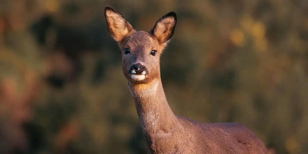 Endangered Deer Species