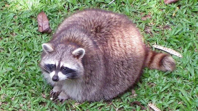 Fat Raccoon Chonker