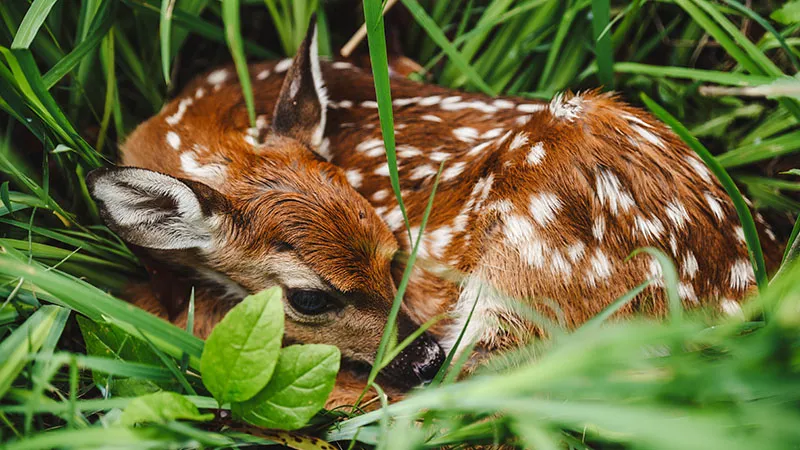 Fawn Name