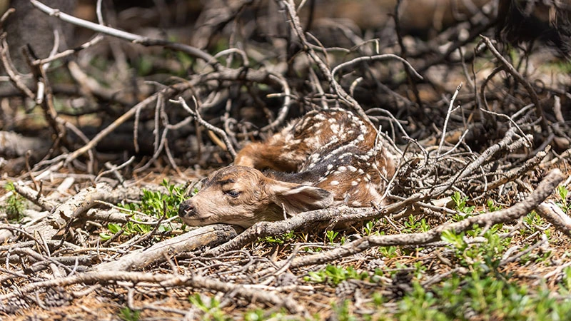 Fawn Sleeping During Day