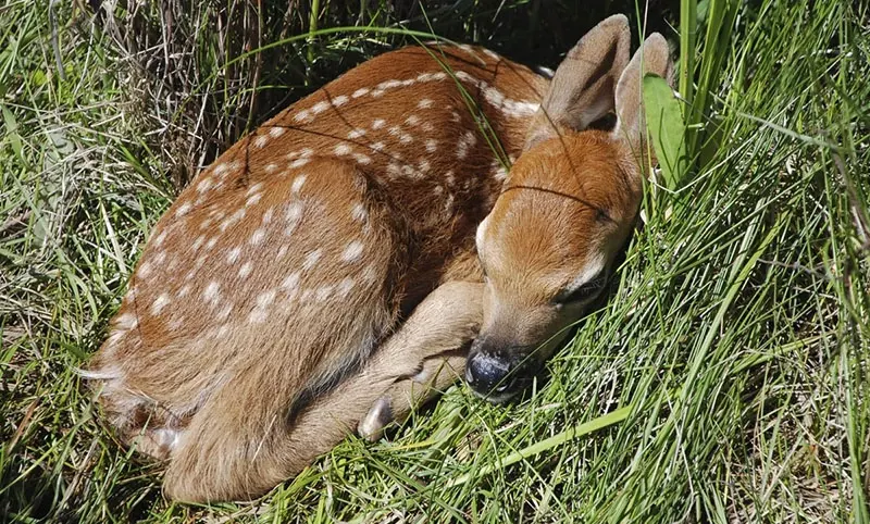 Fawn Sleeping Tall Grass