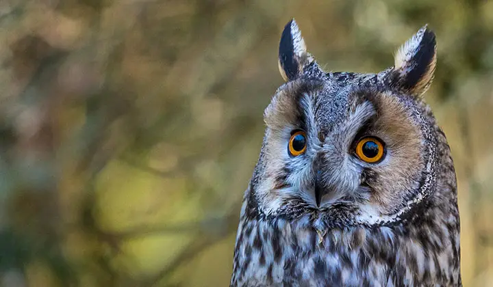 Great Horned Owl