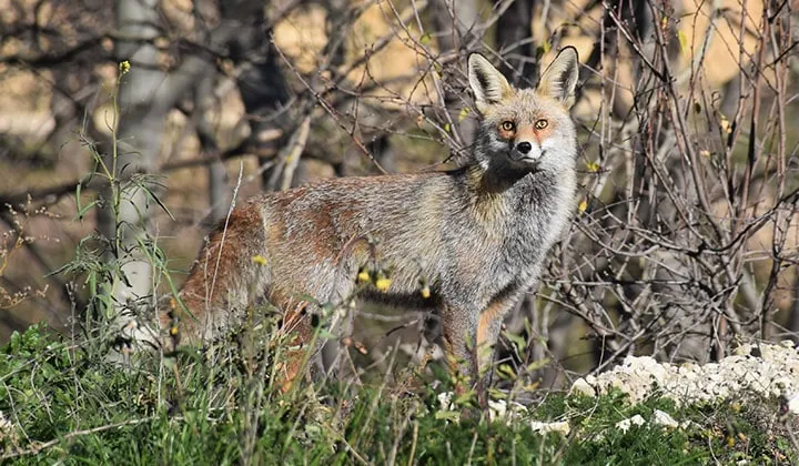 Grey Fox