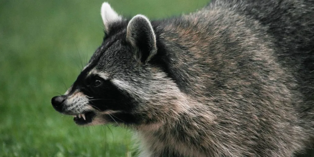 How Dangerous Is A Raccoon To Humans