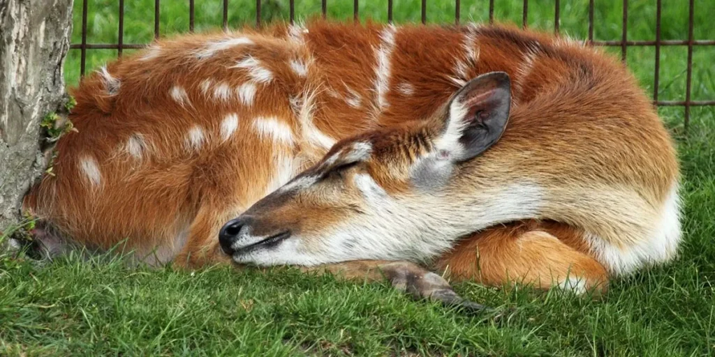 How Deer Sleep