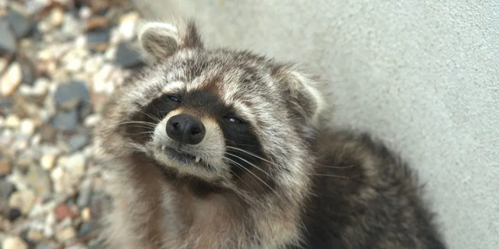 How Do Raccoons Get Rabies
