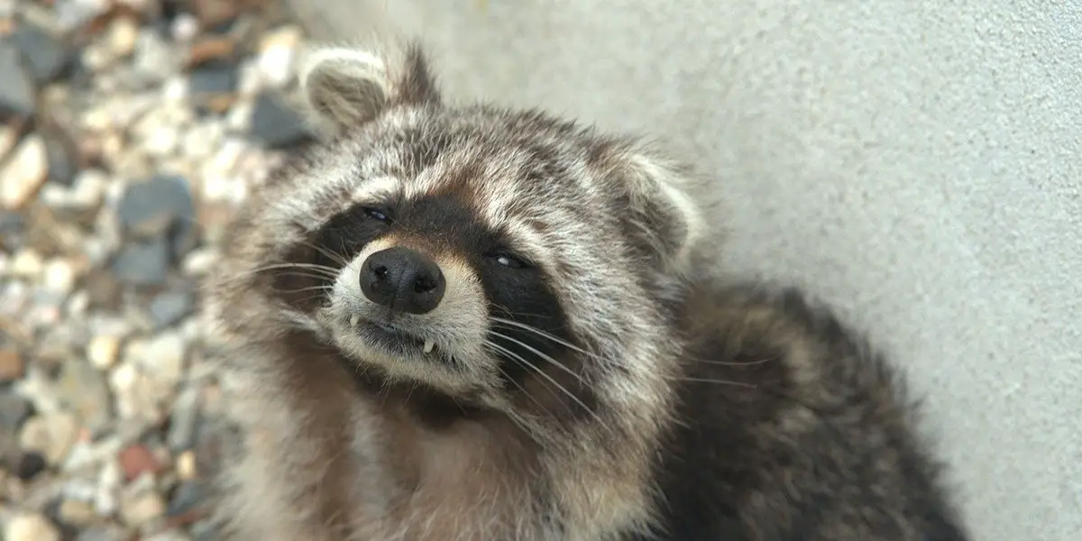 How Do Raccoons Get Rabies? (Answered)