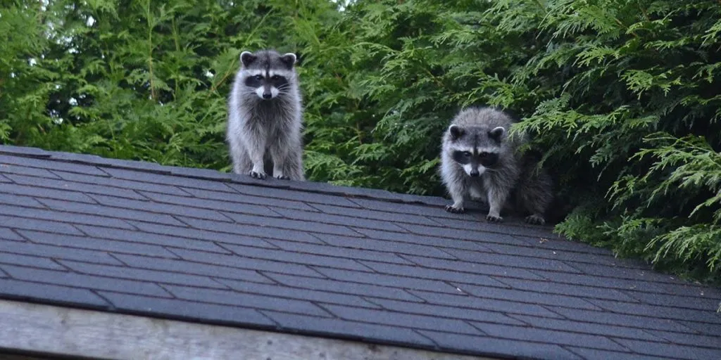 How Raccoons Get In Attic From Roof