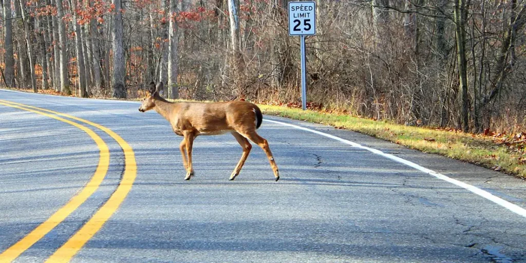 Just Hit A Deer Road Accident