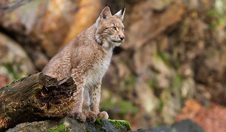 Lynx