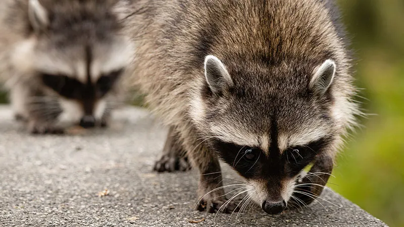 Male Raccoons Group