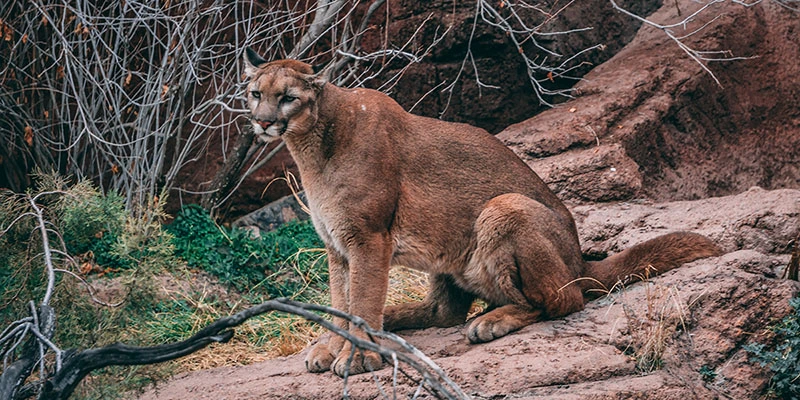 Mountain Lion