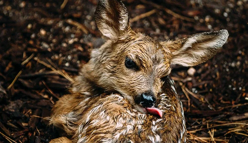 Newborn Fawn With Spots Licking Fur