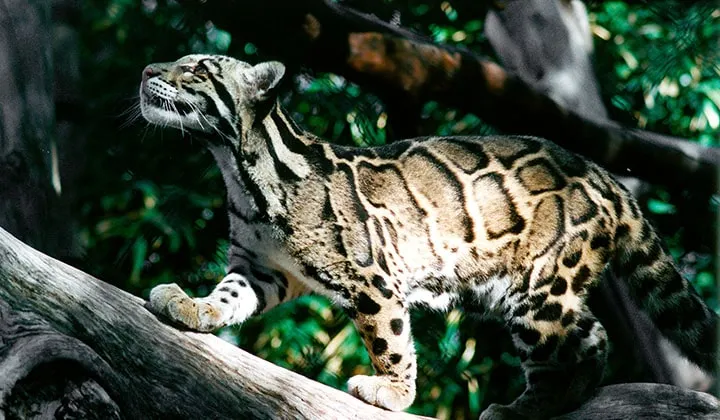 Ocelot