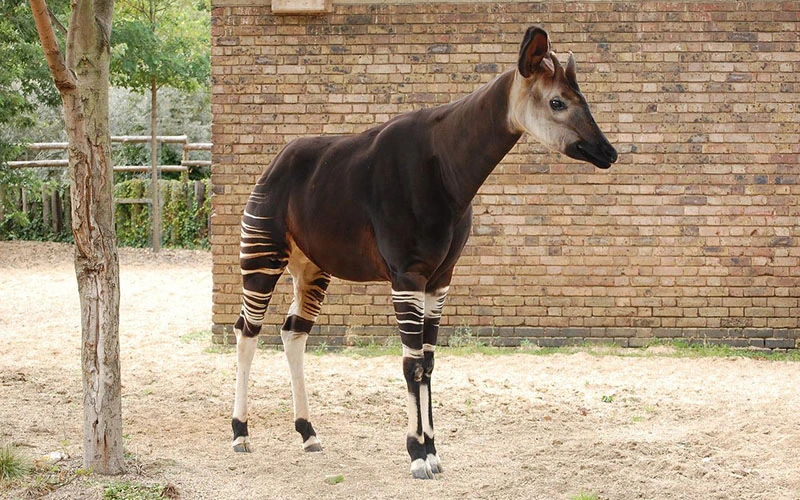 Okapi