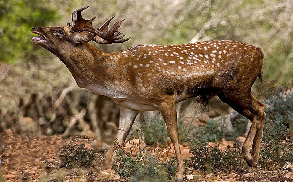 Persian Fallow Deer Dama mesopotamica