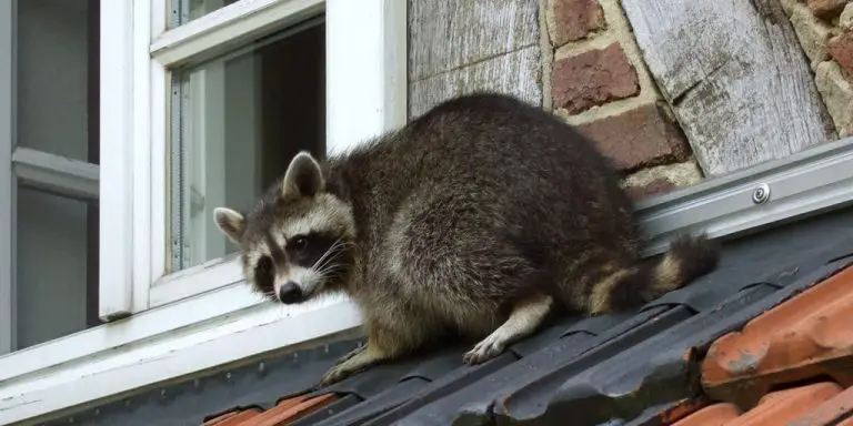 how-to-get-rid-of-raccoons-in-an-attic-in-5-steps