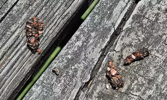 Raccoon Droppings Shape Tube