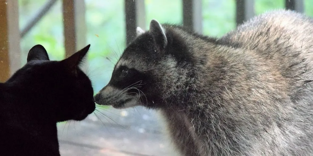 what dogs will kill raccoons