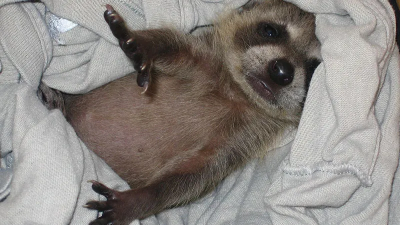 Raccoon Kit Newborn